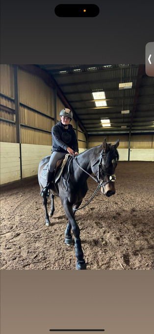 "Rose " Dark Bay Mare All Rounder