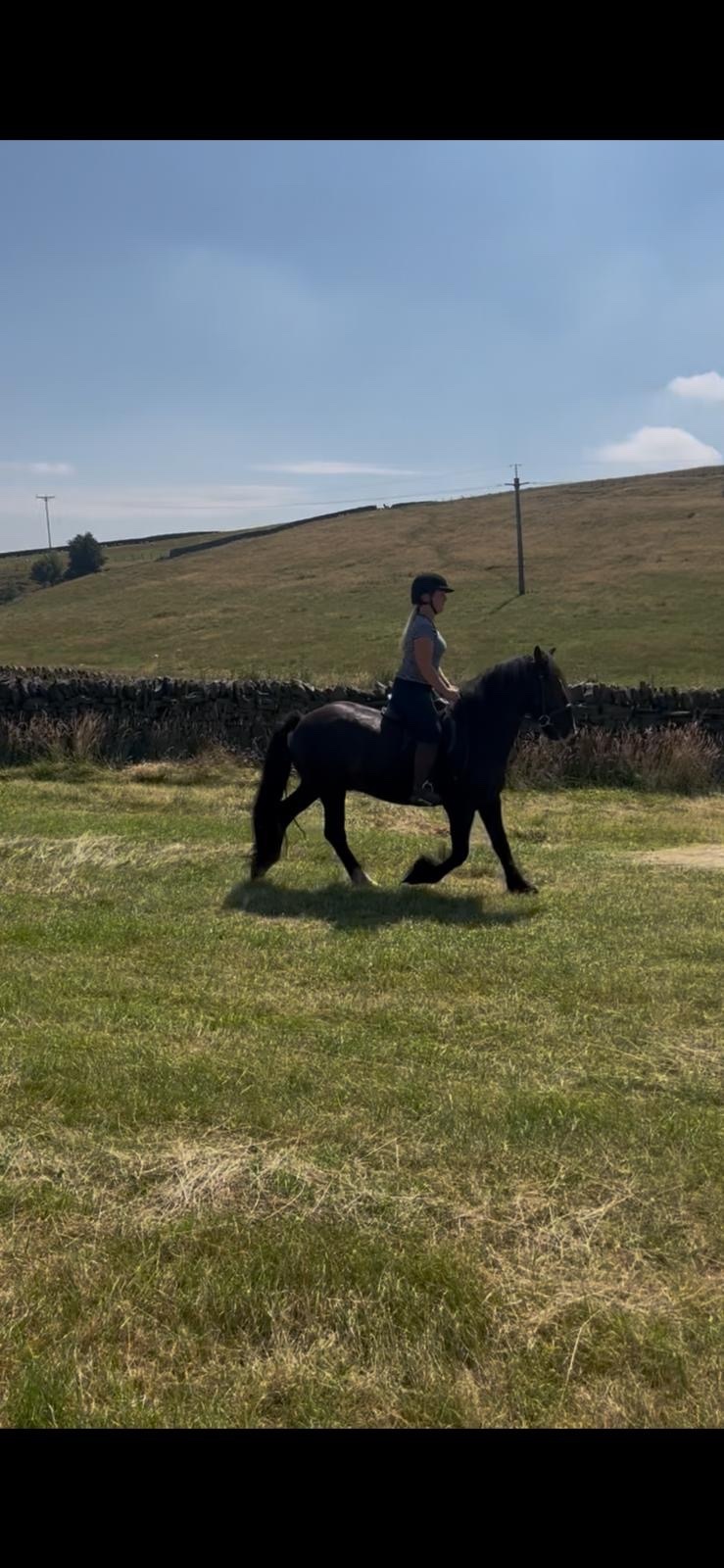 All Rounders  - "Rodger" Black Gelding All Rounder