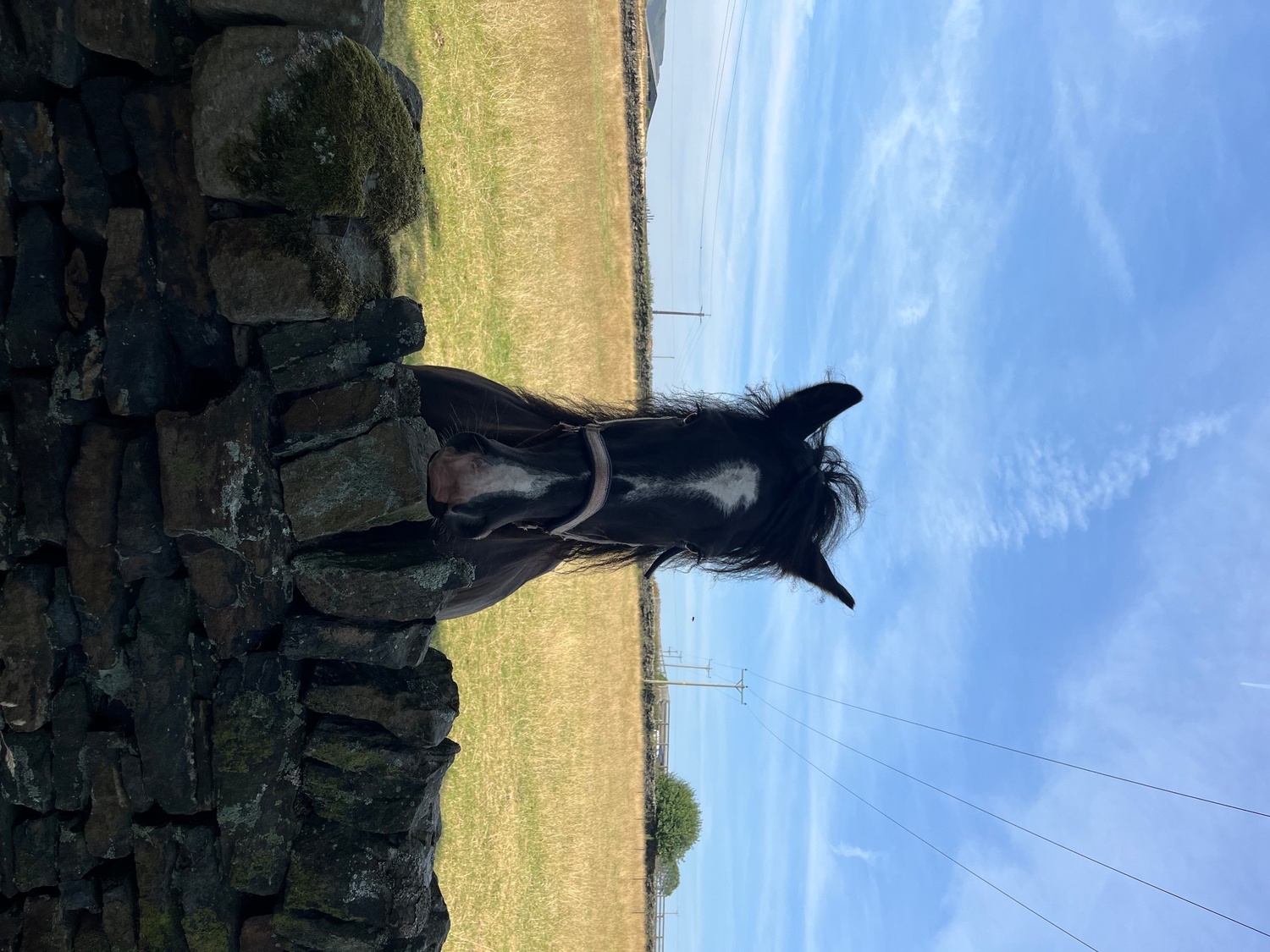 "Rodger" Black Gelding All Rounder - 