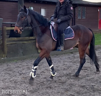 "Eddie" Bay Gelding Project Horse
