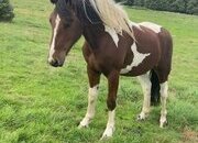 "ramblewood aero" Skewbald Gelding Cob/Heavy Horse
