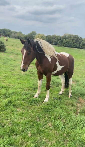 "ramblewood aero" Skewbald Gelding Cob/Heavy Horse