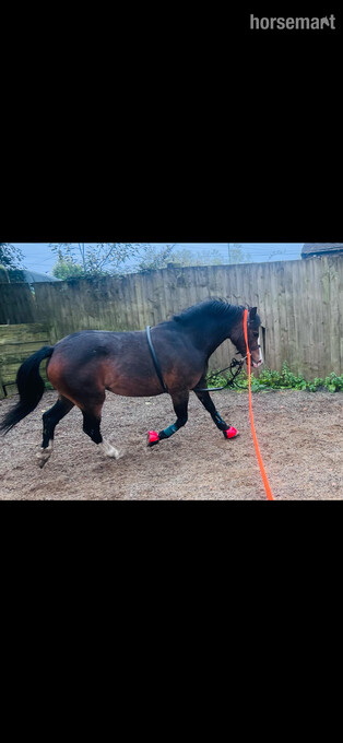 "Lilly" Bay Mare Lead Rein/First Ridden Pony