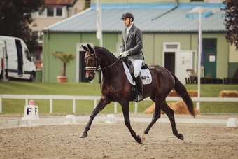 "Fürstin Fiona " Dark Bay Mare All Rounder