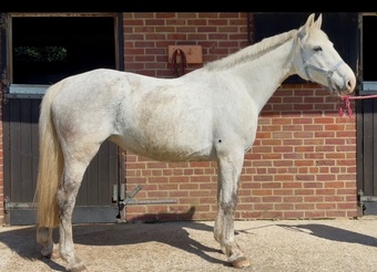 "" Grey Mare Broodmare