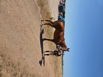 "Ezra " Chestnut Gelding Ex Racehorse
