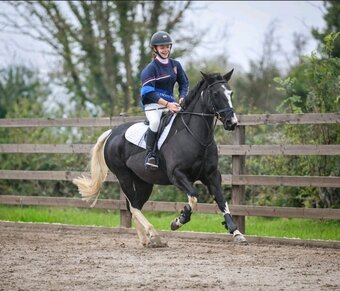 "Indy" Coloured Mare All Rounder