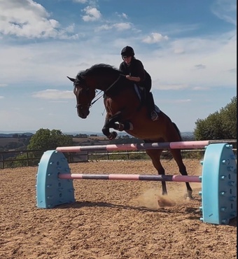 "NICOLAY H" Bay Gelding All Rounder
