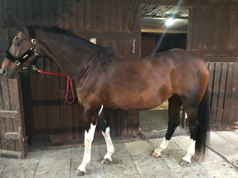 "Coco" Bay Mare Happy Hacker
