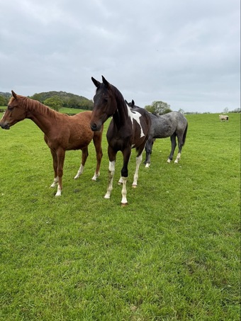 "Yearling colts" Colt Show Jumper
