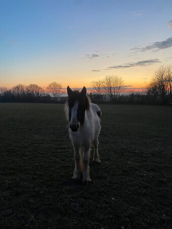 "Dolly Daydream" Piebald Filly Youngstock / Foal