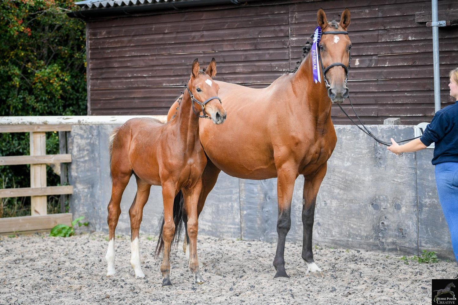 Youngstock and Foals  - "Del Cielo ( Delci ) " Bright Bay Filly Youngstock / Foal