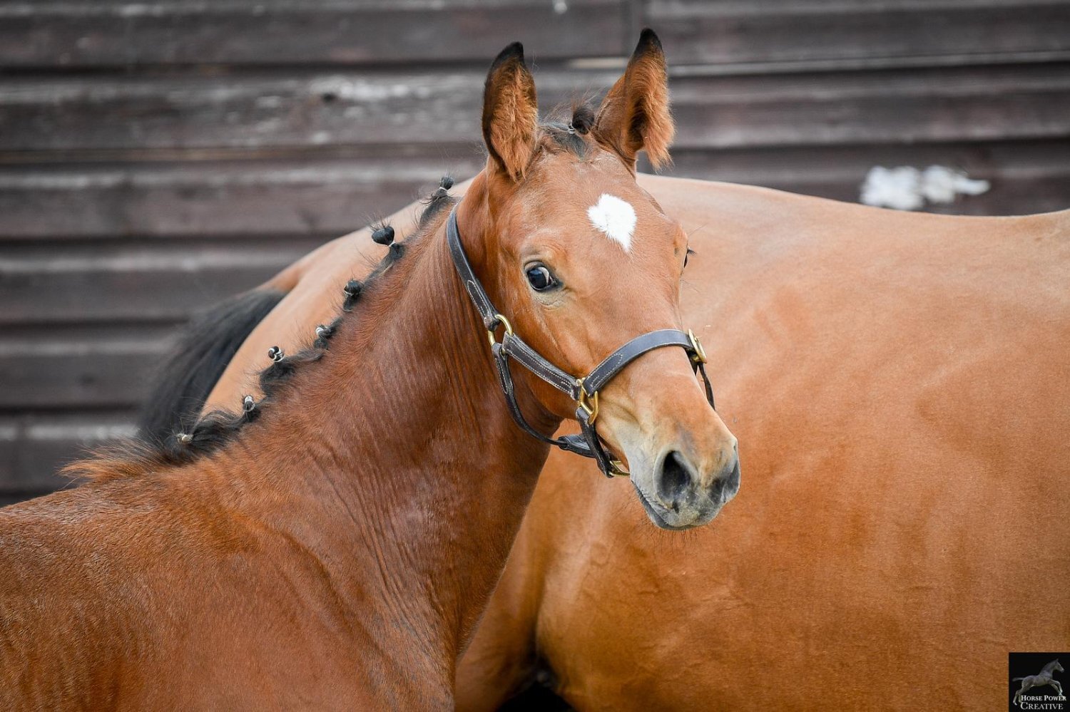 "Del Cielo ( Delci ) " Bright Bay Filly Youngstock / Foal - Youngstock and Foals 