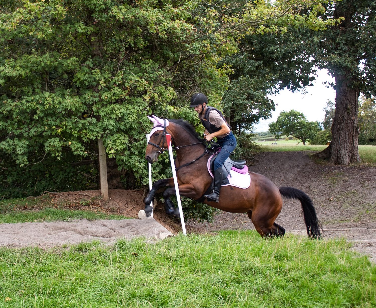 "Nova " Bay Mare All Rounder - 
