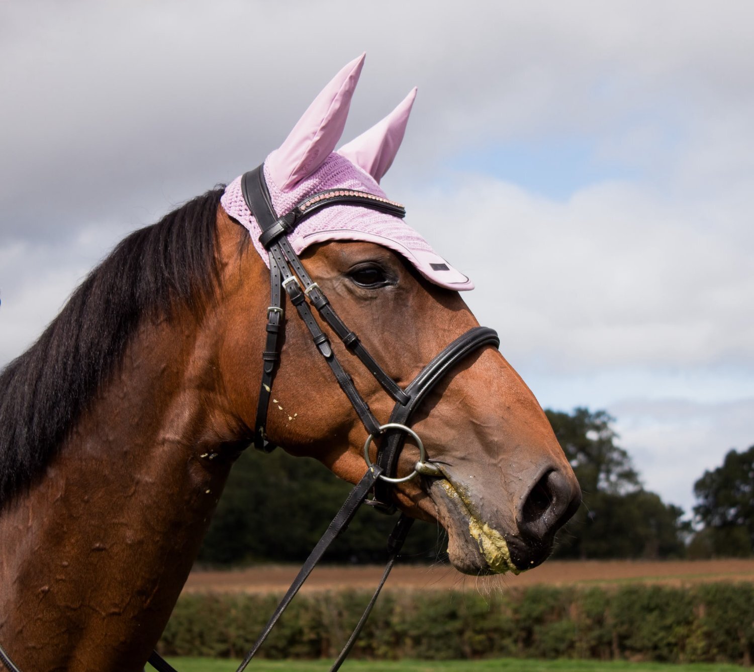 "Nova " Bay Mare All Rounder