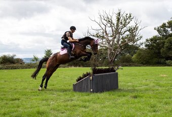 "Nova " Bay Mare All Rounder