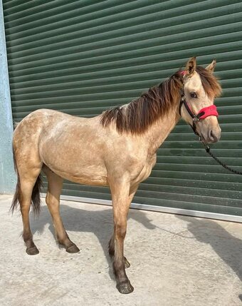 "Dennis" Buckskin Gelding Youngstock / Foal