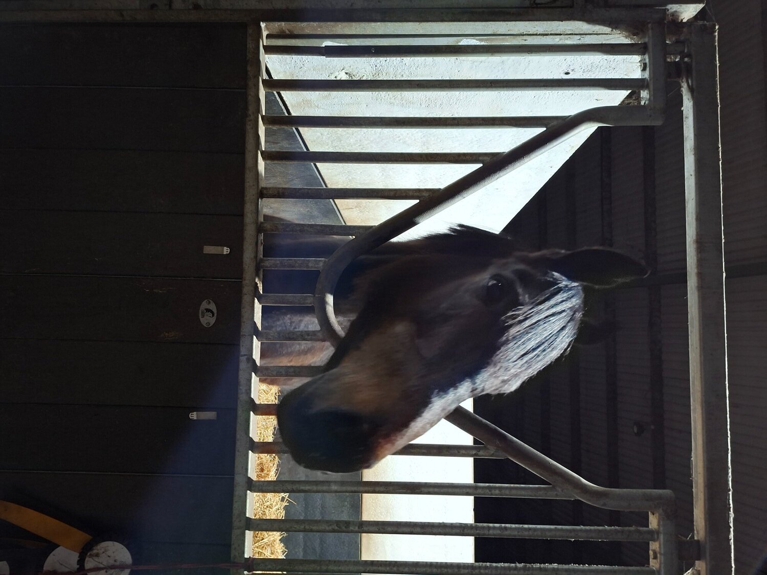 "Grace " Bay Mare All Rounder - All Rounders 