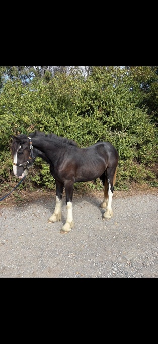 "Betty " Black Filly Cob/Heavy Horse