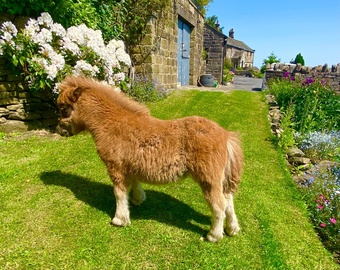 "Poppy" Chestnut Filly Miniature Horse
