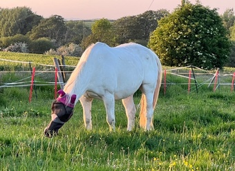 "" White Gelding Happy Hacker