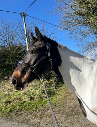"Jas" Coloured Mare Broodmare