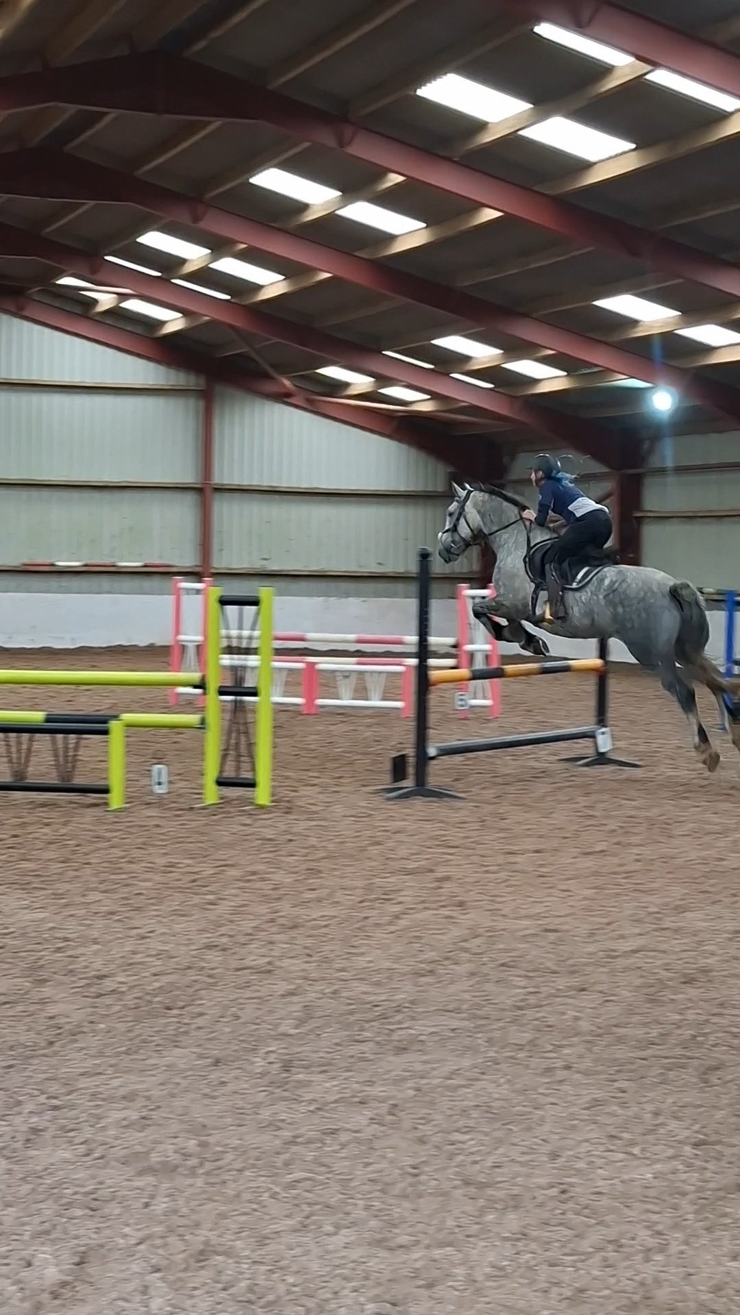 "Bella" Dapple Grey Mare All Rounder - All Rounders 