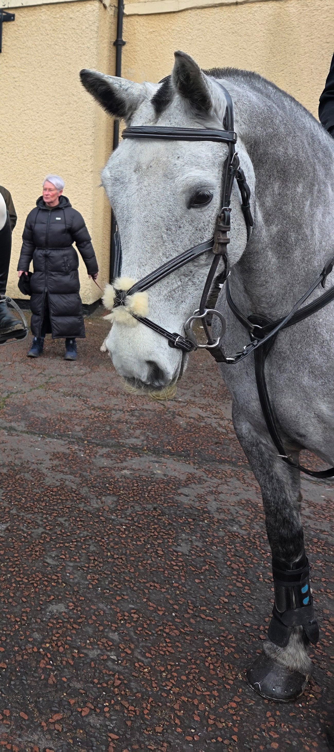 All Rounders  - "Bella" Dapple Grey Mare All Rounder