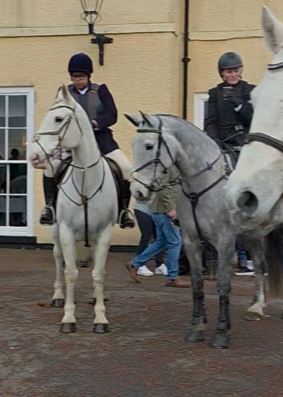 "Bella" Dapple Grey Mare All Rounder - 
