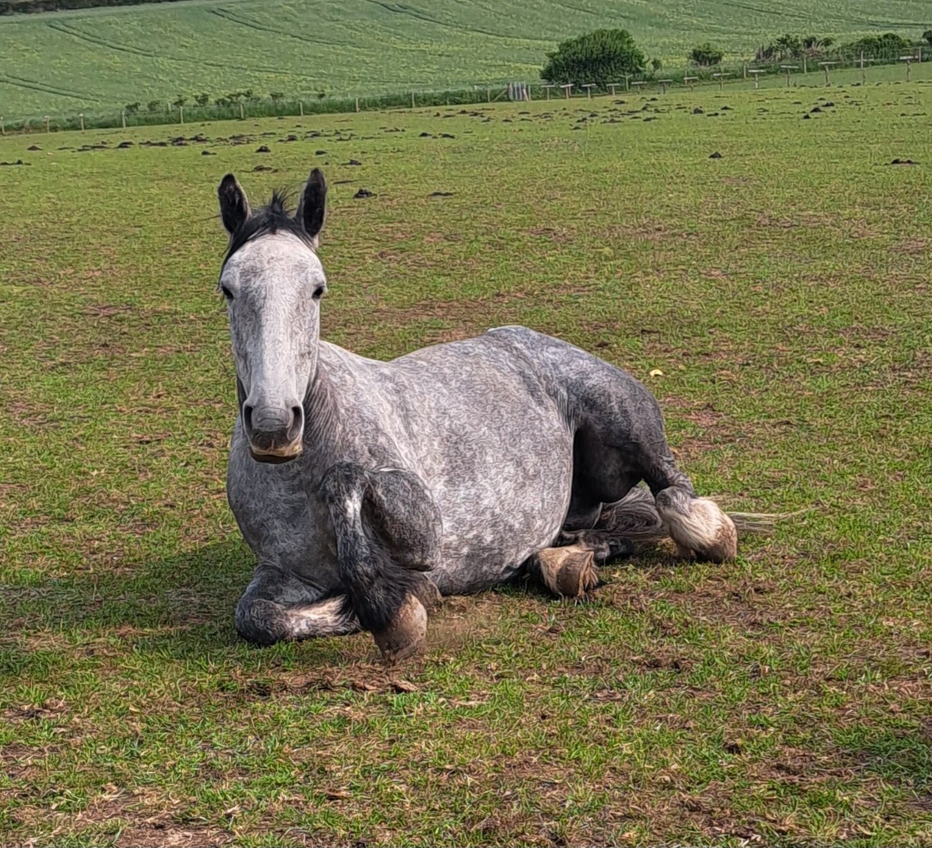  "Bella" Dapple Grey Mare All Rounder
