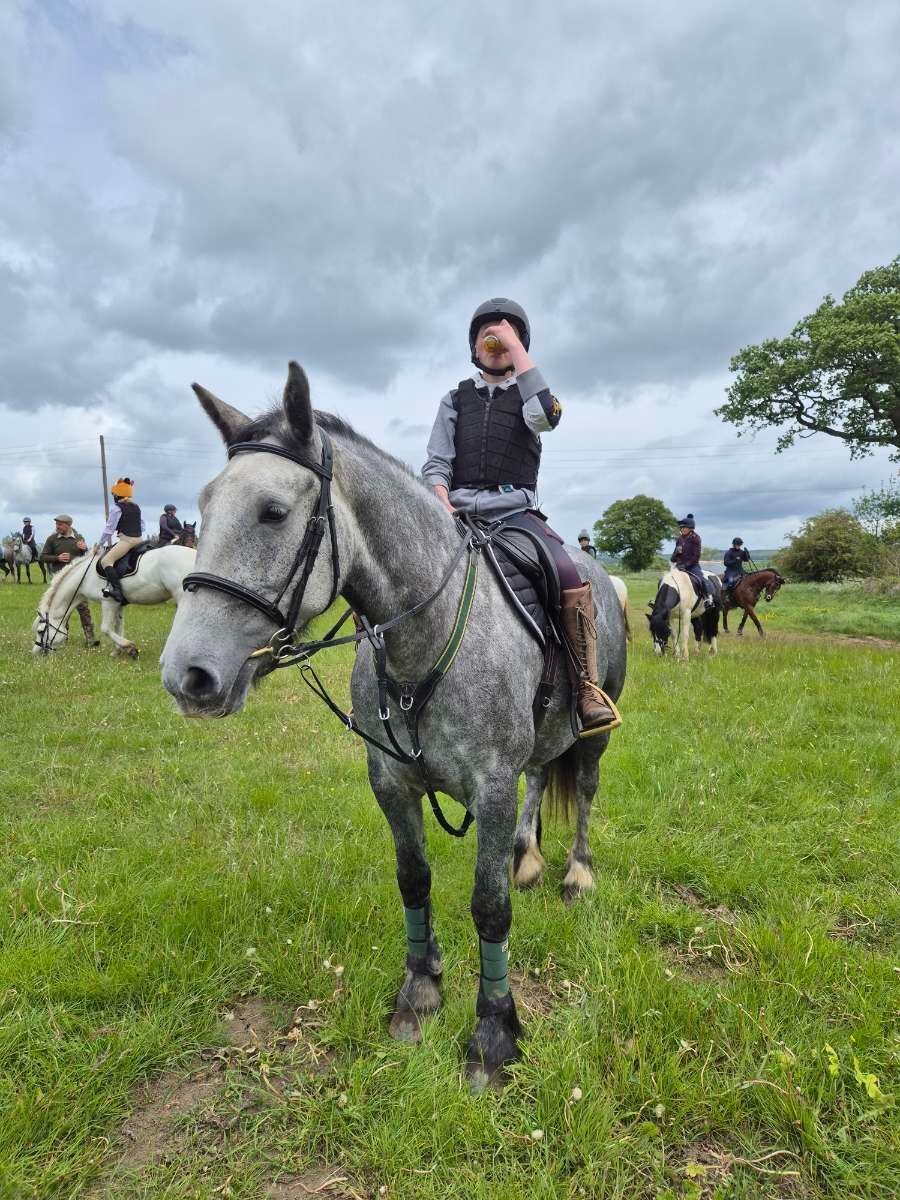 "Bella" Dapple Grey Mare All Rounder - All Rounders in 