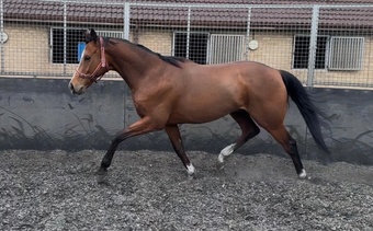"Champion " Bay Gelding Ex Racehorse