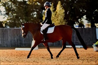 "Mali" Bay Gelding Pony Club Pony