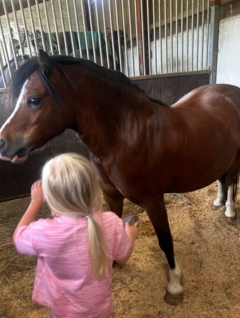 "Sweetheart " Bay Gelding Project Horse