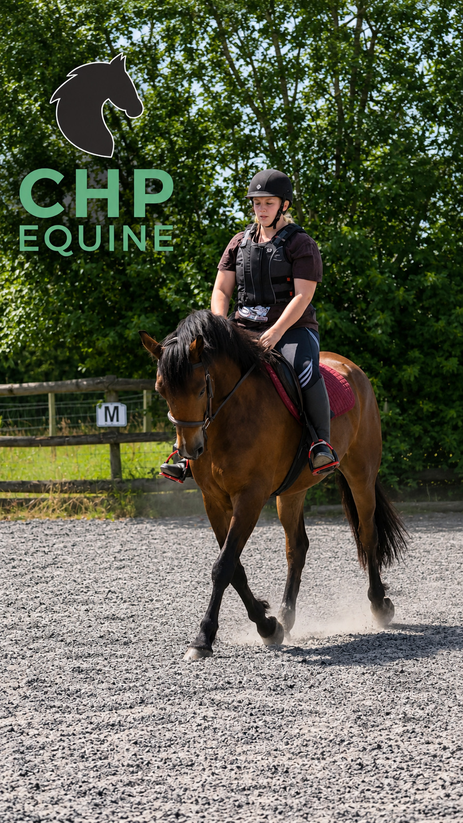 "Ballygarris Storm " Bay Gelding All Rounder - All Rounders