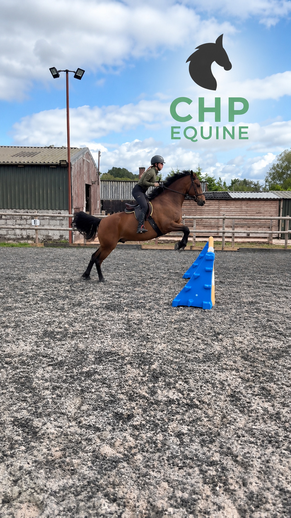 All Rounders  - "Ballygarris Storm " Bay Gelding All Rounder