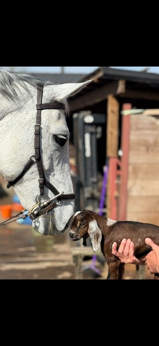 "Pascha " Grey Mare All Rounder