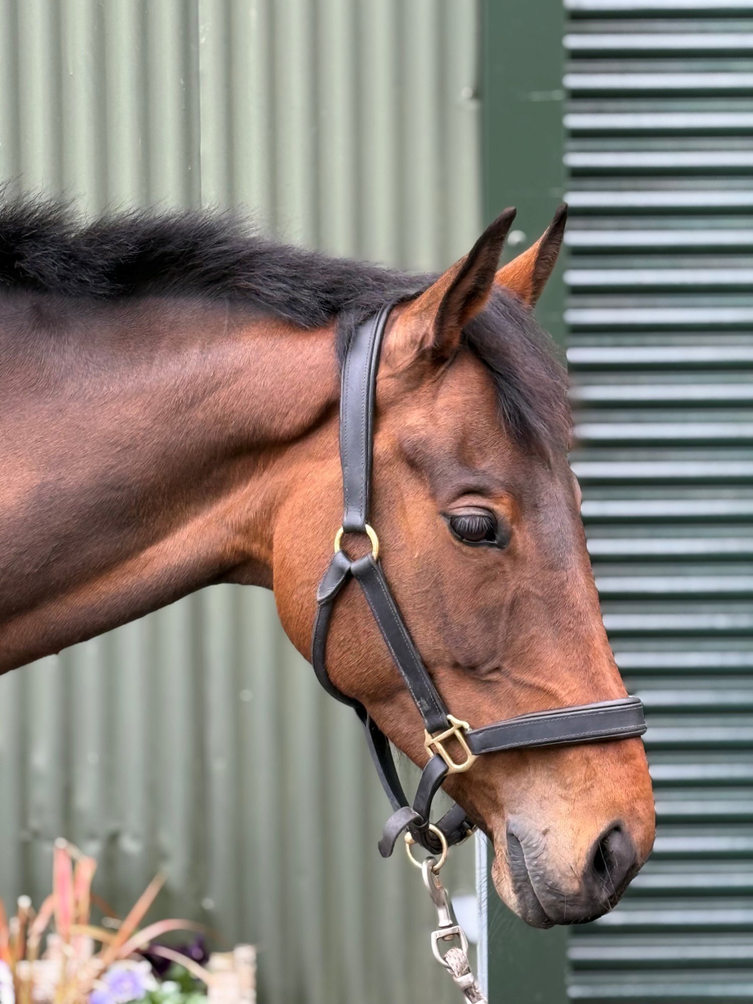 Ex Racehorses  - "late Night Drama" Brown Mare Ex Racehorse