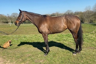"" Bay Mare All Rounder