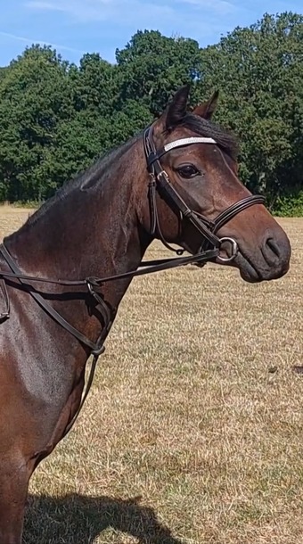 "Henry" Dark Bay Gelding Pony Club Pony