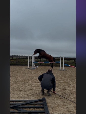 "Roman " Bay Gelding Hunter