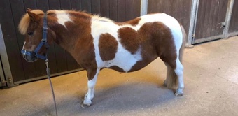 "Suzie " Other Colour Mare Companion Horse