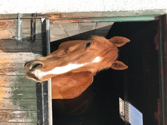 "Spirit of Zeb" Chestnut Gelding All Rounder