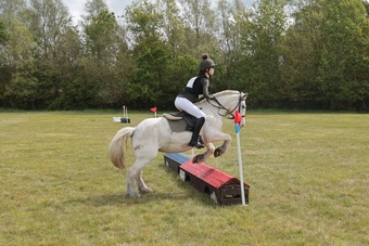 "Jasmine" Blue Roan Mare Pony Club Pony