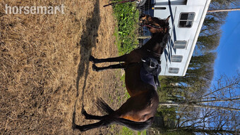 "TRUE" Bay Mare All Rounder