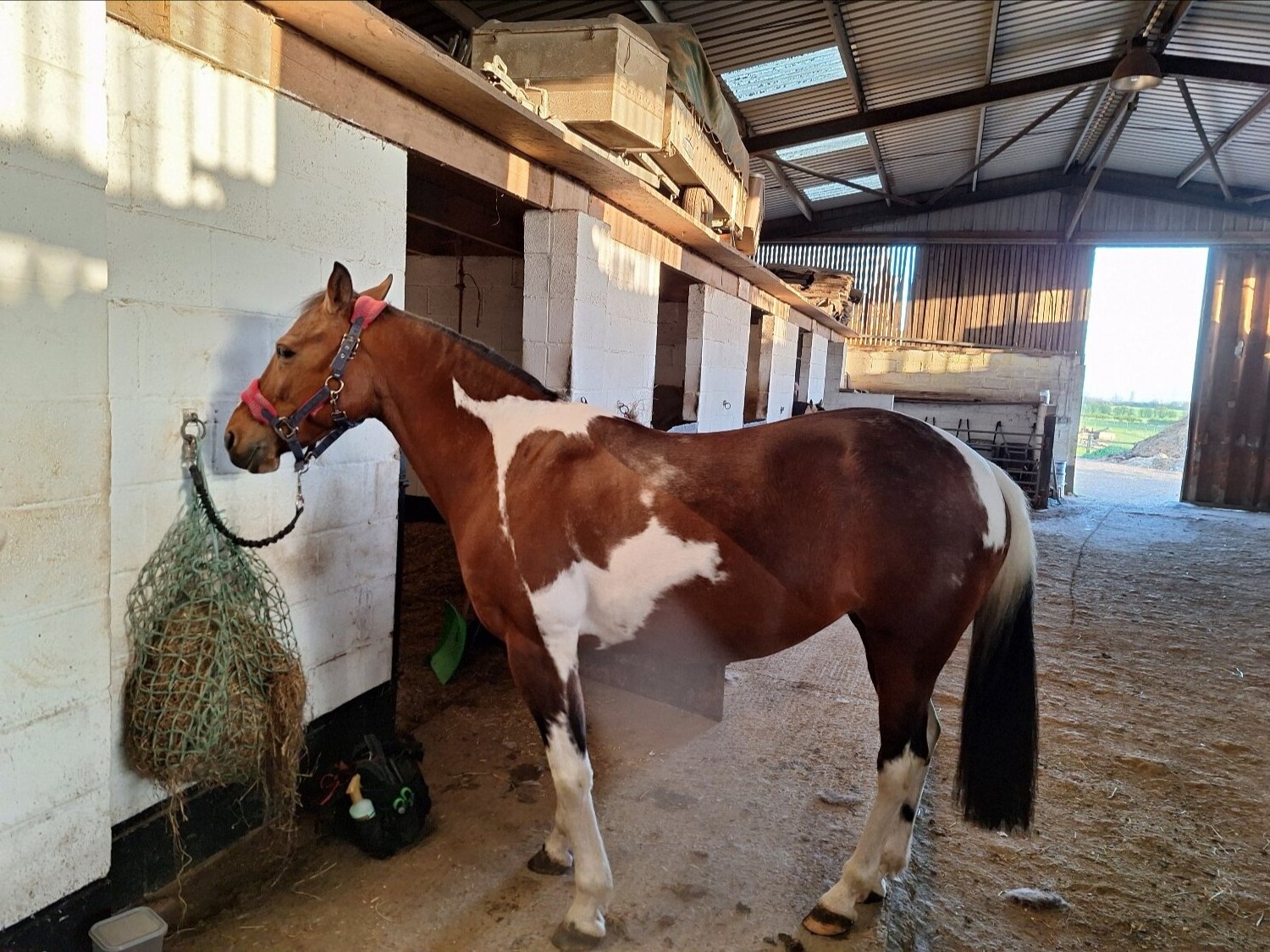 Happy Hackers  - "Belle"  Mare Happy Hacker