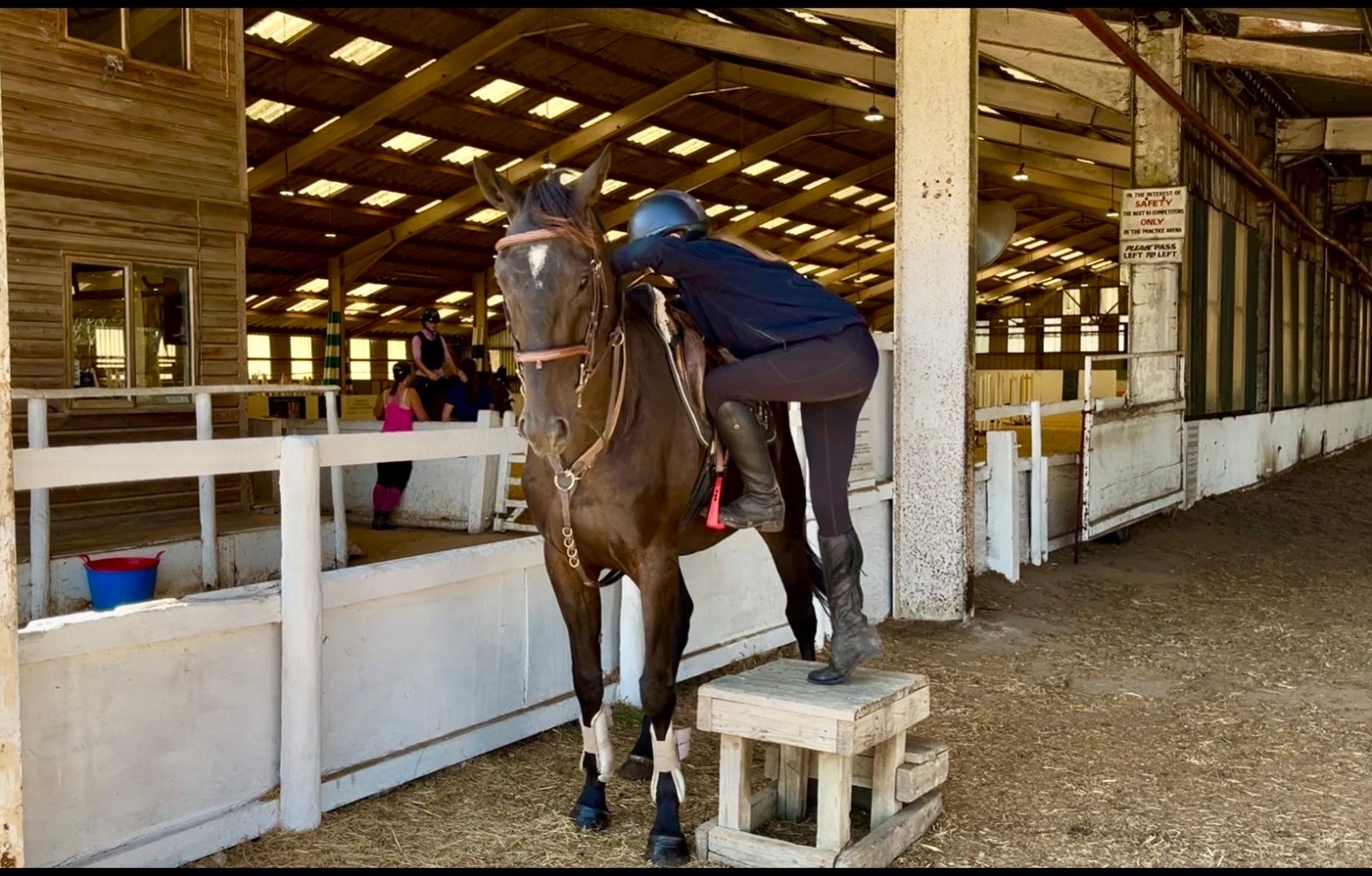 All Rounders  - "Sherlock" Dark Brown Gelding All Rounder