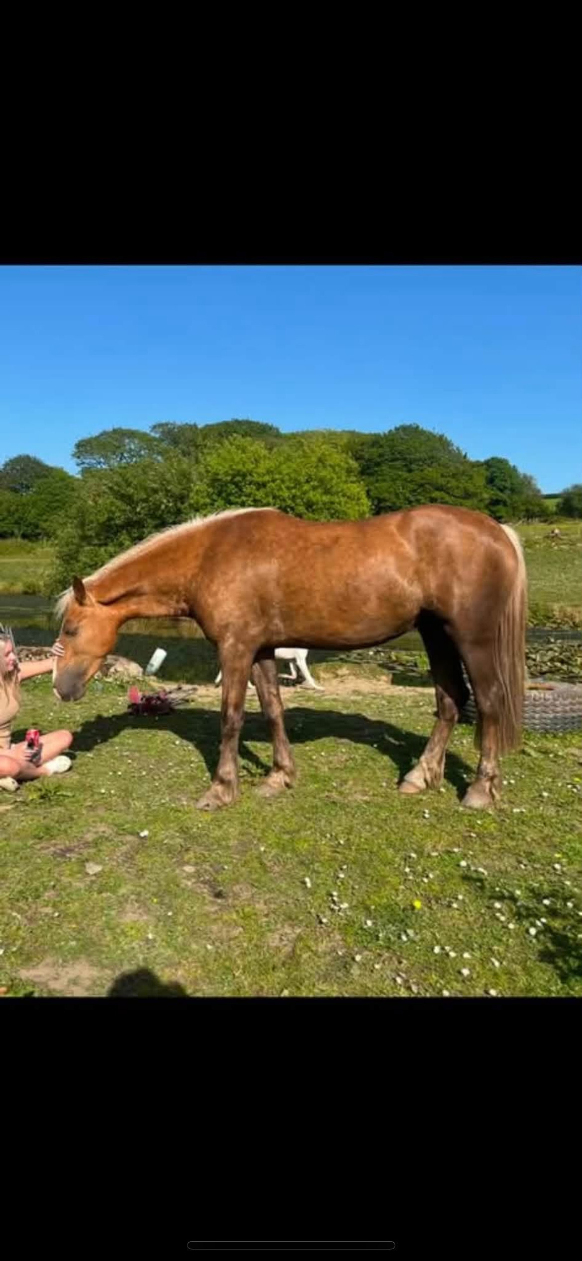 "CYNHEIDREFAWR OLIVIAR" Palomino Mare All Rounder - All Rounders 