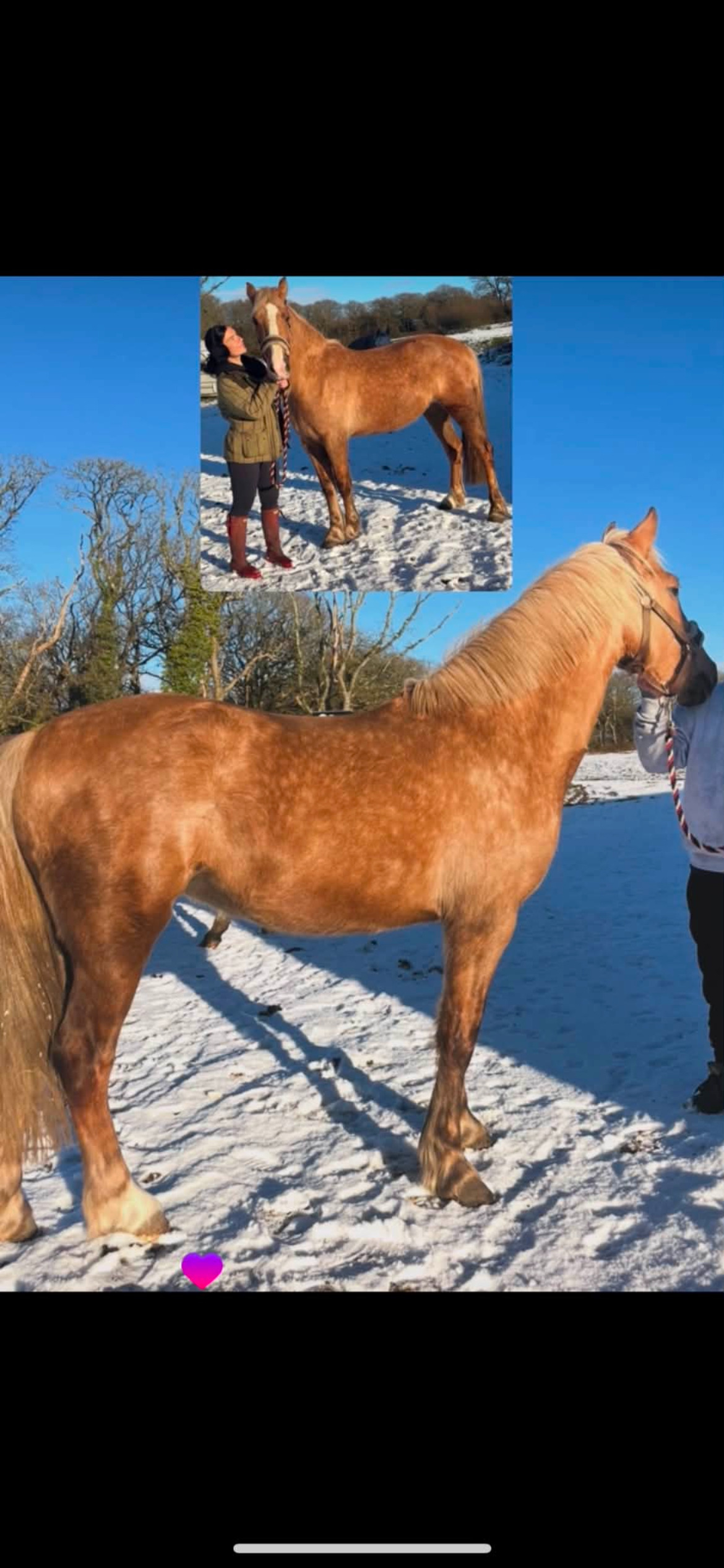 "CYNHEIDREFAWR OLIVIAR" Palomino Mare All Rounder - 