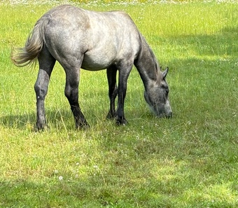 "Blue" Dapple Grey Gelding Youngstock / Foal